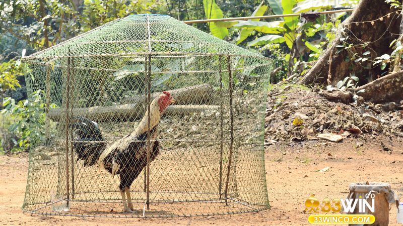 Kinh nghiệm chăm sóc gà chọi để sớm thắng lớn